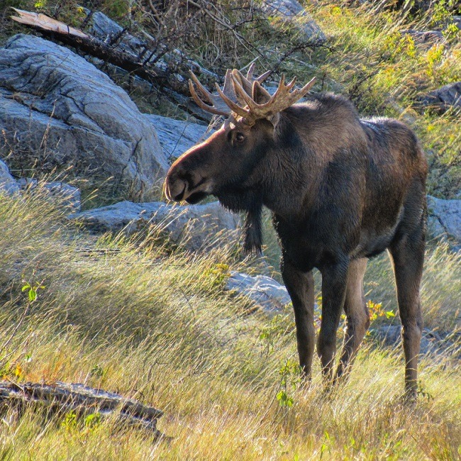 4 days canadian rockies tour